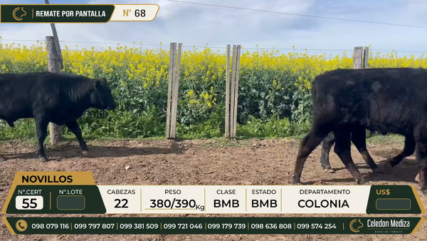Lote 22 Novillos en Colonia