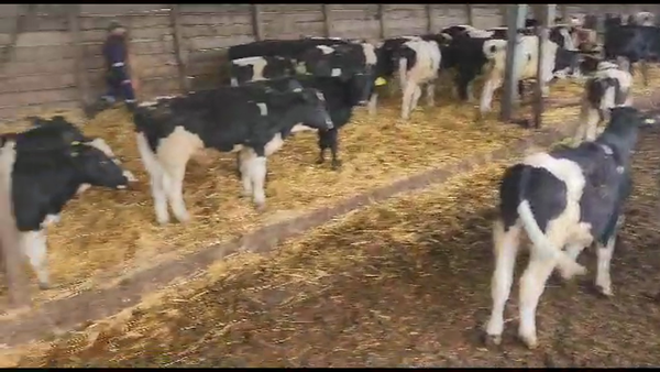 Lote 75 Ternero en Los Lagos, XIV Región Los Ríos