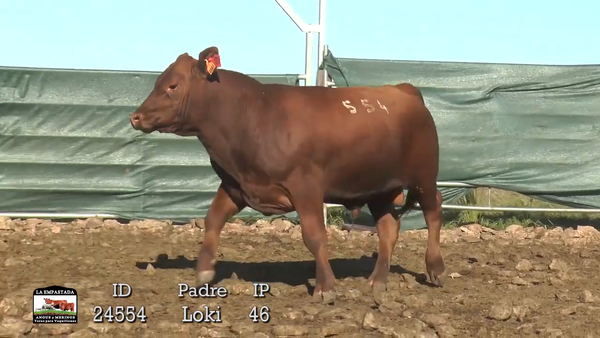 Lote 3 Toros, Durazno