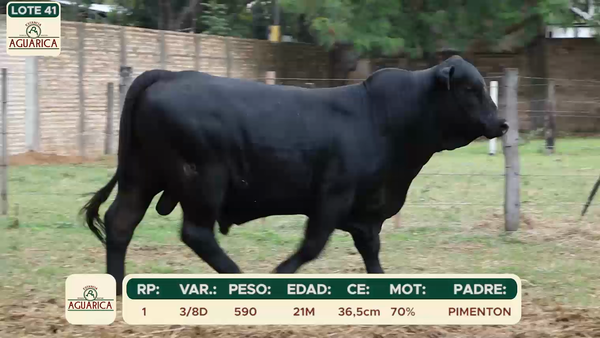 Lote LOTE 41