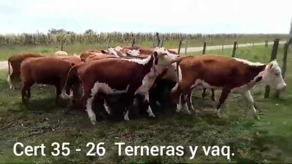Lote TERNERAS