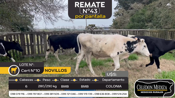 Lote 6 Novillos en Otra Localidad, Colonia