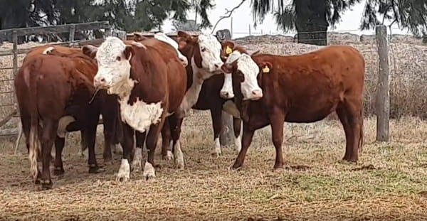 Lote CABAÑA MONTE GRANDE