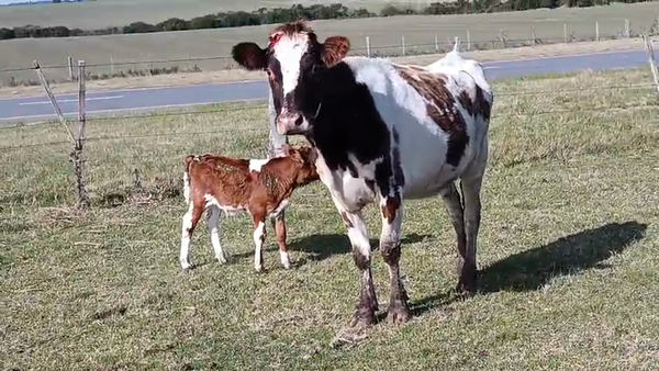 Lote Vaca 450kg - , San José