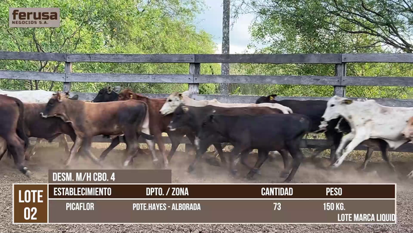 Lote LOTE 2