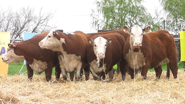 Lote VAQUILLONAS P. HEREFORD IA Y REPASO CON TORO PARICIÓN OTOÑO