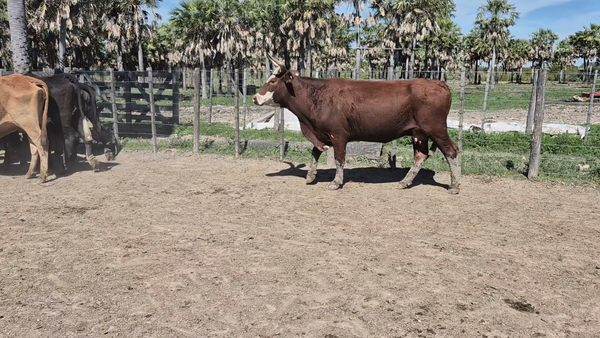 Lote 35 Vacas de invernar en Santa Fe, Villa Guillermina