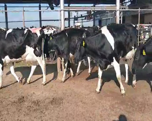 Lote VAQUILLONAS PARIDAS