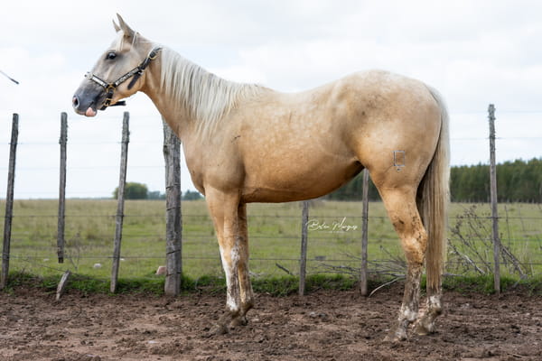 Lote WIMPY'S SWEET HEART