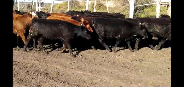 Lote 65 Terneros/as en Santa Elena, Entre Ríos