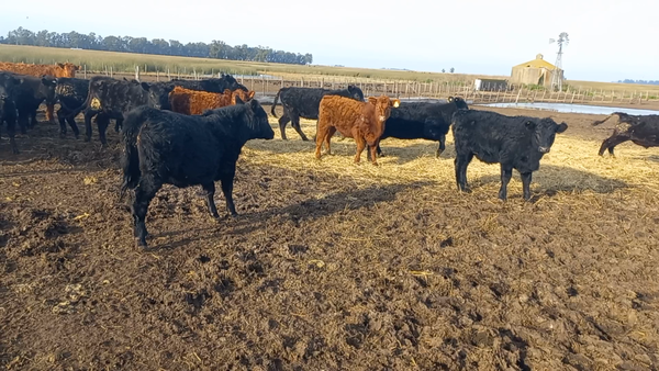 Lote 100 Terneros en Bolivar