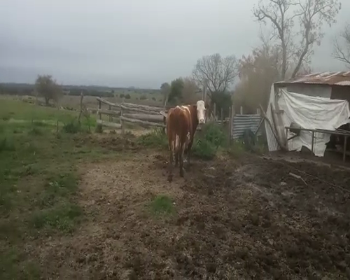 Lote Vacas de Invernada CRUZA 580kg - , San José