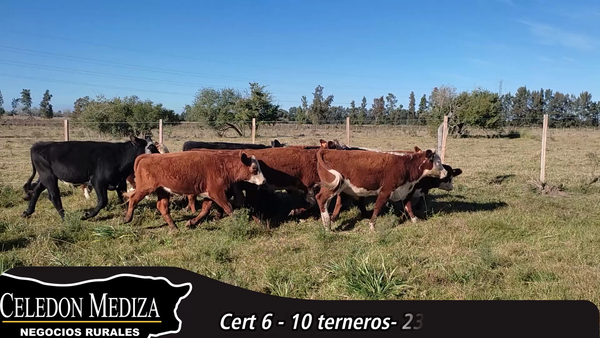 Lote 10 Terneros en Canelones, Canelones