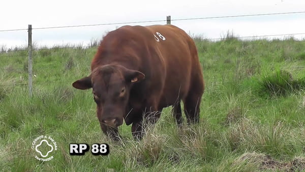 Lote Toro 3 años | S.A.