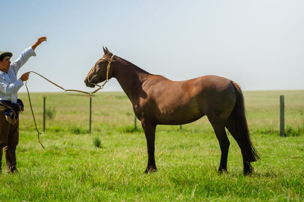 Lote CARONITA LA CARRETA