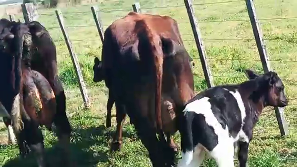 Lote 4 Piezas de cría HOLANDO Y KIWI 450kg - , San José