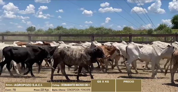 Lote 70 DEMAMANTES MACHOS CBO 1
