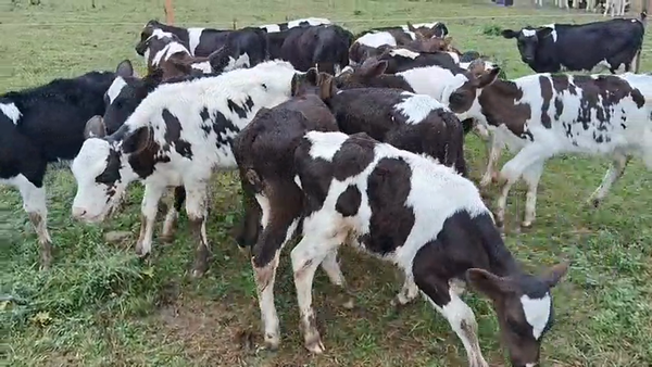 Lote 18 Terneros, San José