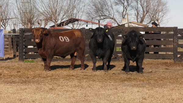 Lote TOROS ANGUS PUROS CONTROLADOS