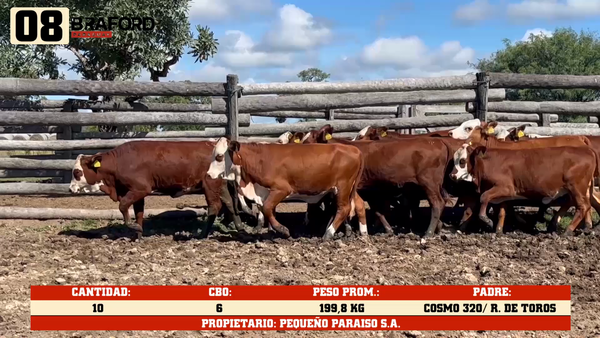 Lote LOTE 8