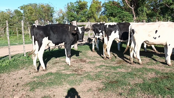 Lote 24 Novillos en Santa Fe, Palacios