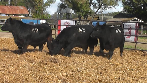 Lote TOROS ANGUS NEGROS PC