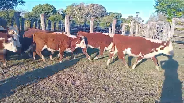 Lote 150 Terneros/as