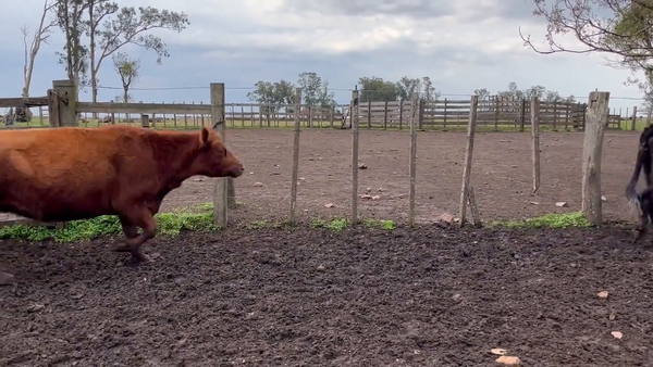 Lote Vacas de Invernada