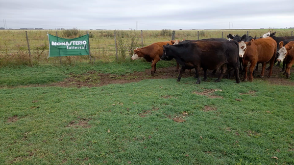 Lote 38 Vaquillonas PÑ en Laprida