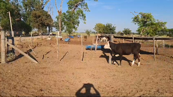 Lote 13 Terneras
