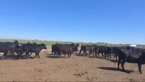 Lote 55 Novillitos y vaquillonas en Gral. Villegas, Buenos Aires