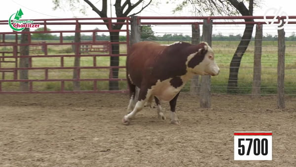 Lote Hereford