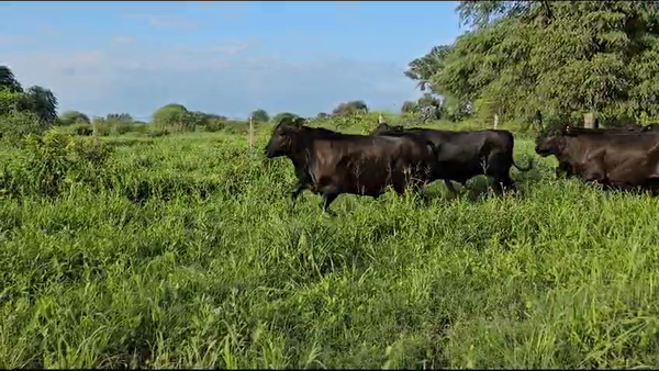 Lote 80 Novillitos en Subteniente Perín, Formosa