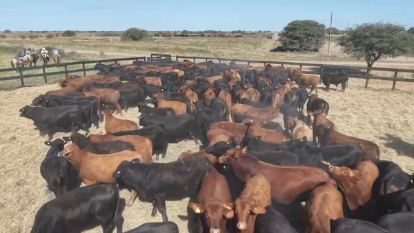 Lote 0 Novillitos en Chaco, Santa Sylvina
