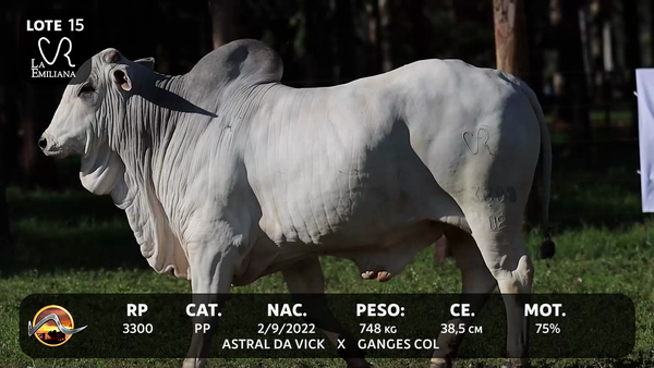 Lote LOTE 15