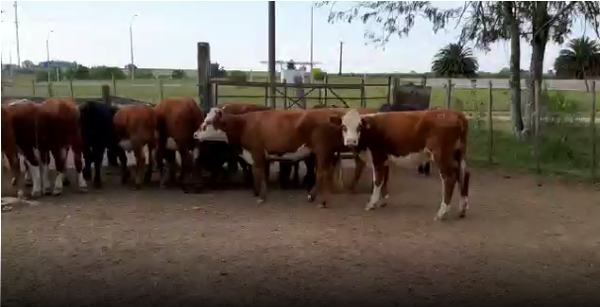 Lote 15 Terneros en San José