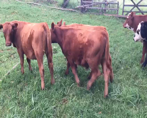 Lote 7 Terneros/as en Bragado, Buenos Aires