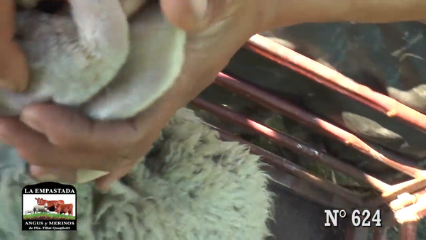 Lote CARNEROS MERINO AUSTRALIANO