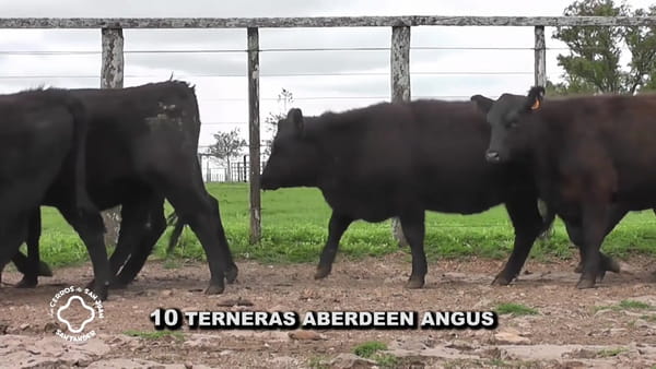 Lote Terneras