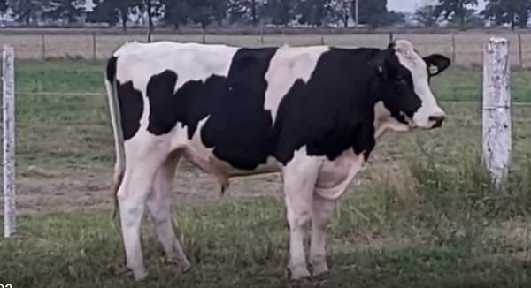 Lote Toro Renacer Kelo Unix