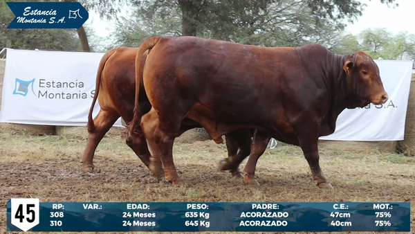Lote LOTE 45
