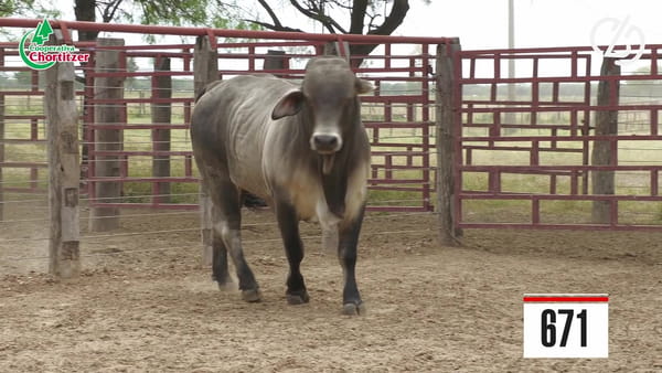 Lote Brahman