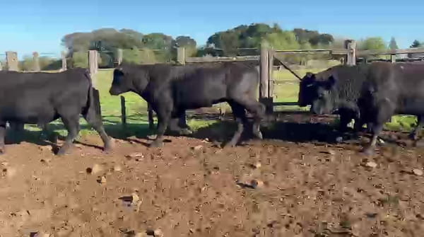 Lote TOROS ANGUS Y BRANGUS NEGROS