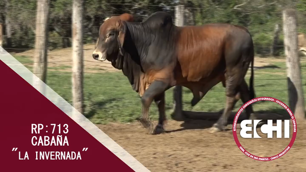 Lote TORO BRAHMAN CABAÑA LA INVERNADA