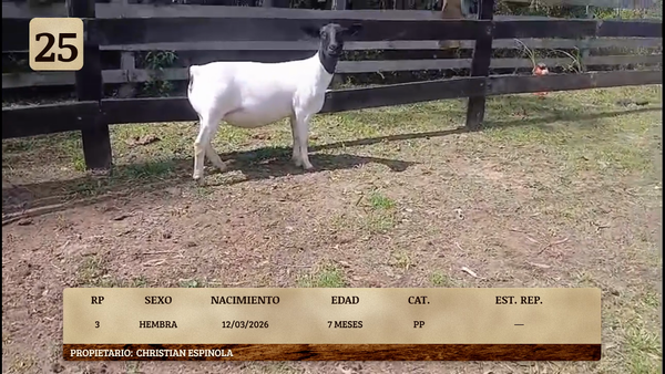 Lote LOTE 25