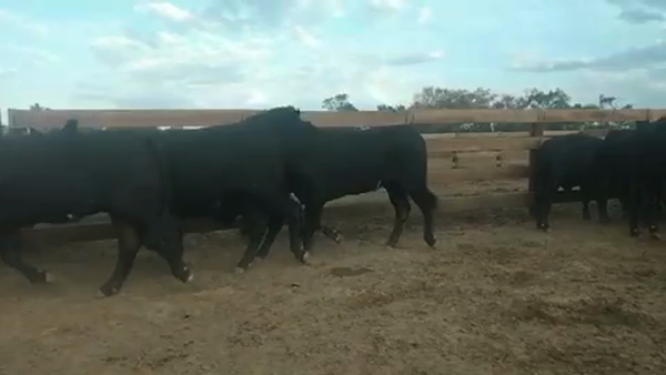 Lote 126 Novillos en Villa R. Bermejito, Chaco