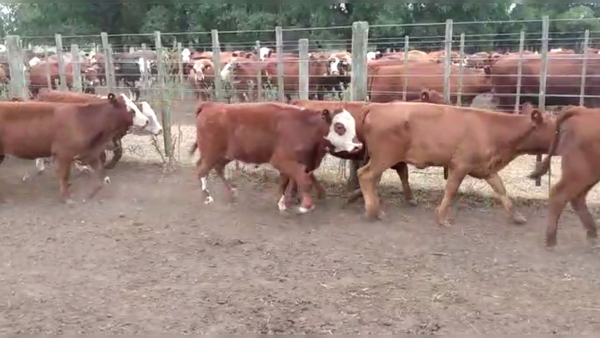 Lote 70 TERNS. HEMBRAS, TANDIL, PCIA. DE BS. AS.