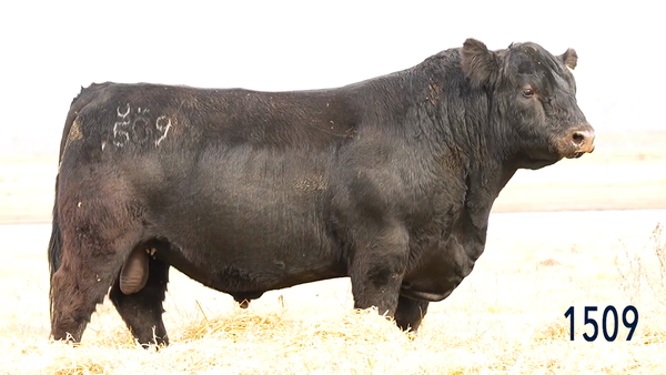 Lote Toro