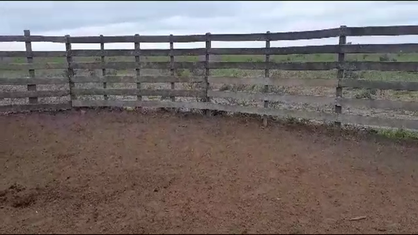 Lote 30 Vaquillonas preñadas Brangus en Nuevo Torino, Santa Fe