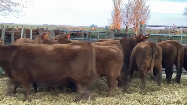 Lote VAQ PC preñadas